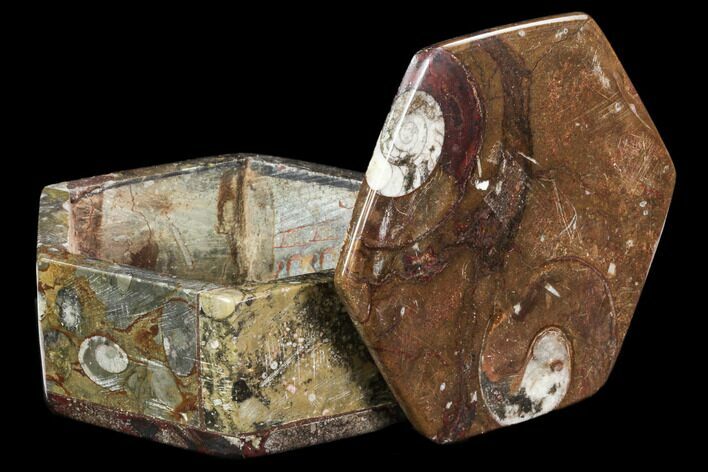 Fossil Orthoceras/Goniatite Jewelry Box #109221